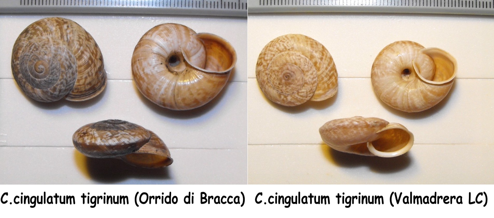 Chilostoma cingulatum frigidum (De Cristofori & Jan,1832)